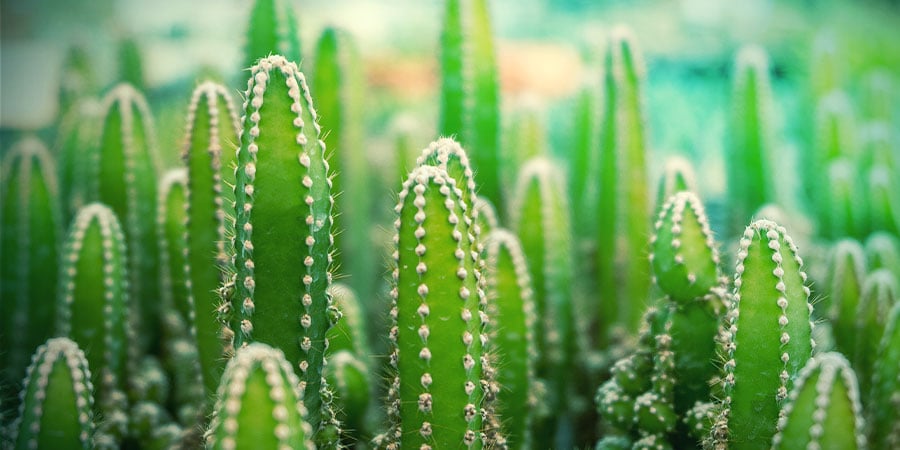Cactus Des Quatre Vents