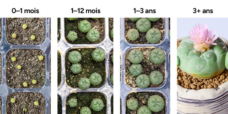 Présentation des stades de croissance du peyotl