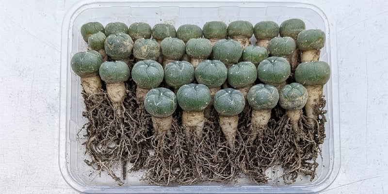 Une fois le cactus retiré, inspectez ses racines