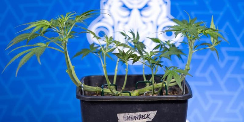 Qu&rsquo;est-ce que le low stress training (LST) ?