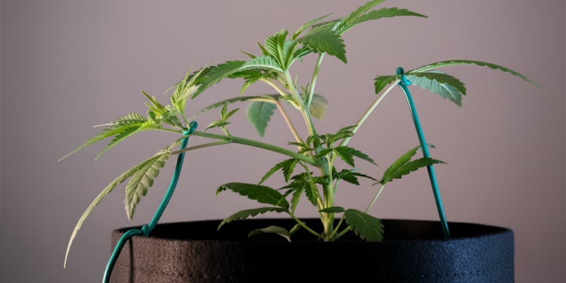 Erreurs courantes à éviter avec le low-stress training Erreurs courantes à éviter avec le low-stress training