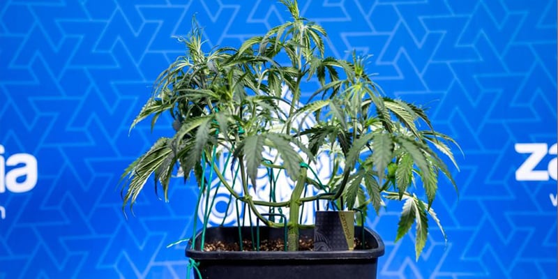 Le low-stress training, ça vaut le coup ? Le low-stress training, ça vaut le coup ?