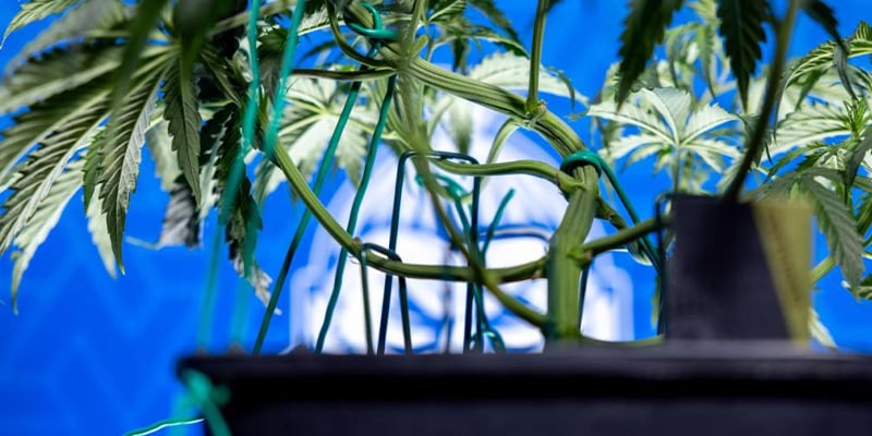 Quand commencer le LST sur un cannabis photopériodique Quand commencer le LST sur un cannabis photopériodique