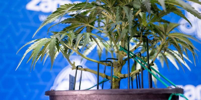 Pas à pas : comment faire du low-stress training Pas à pas : comment faire du low-stress training