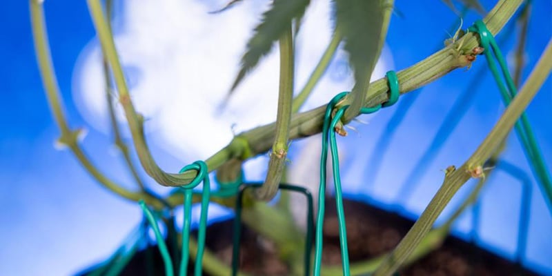 Palisser les branches secondaires pour une canopée homogène Palisser les branches secondaires pour une canopée homogène