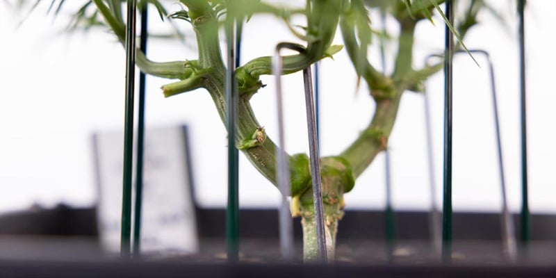 Qu’est-ce qui rend une variété de cannabis adaptée au LST ? Qu’est-ce qui rend une variété de cannabis adaptée au LST ?