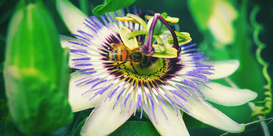 Passiflore Passiflore