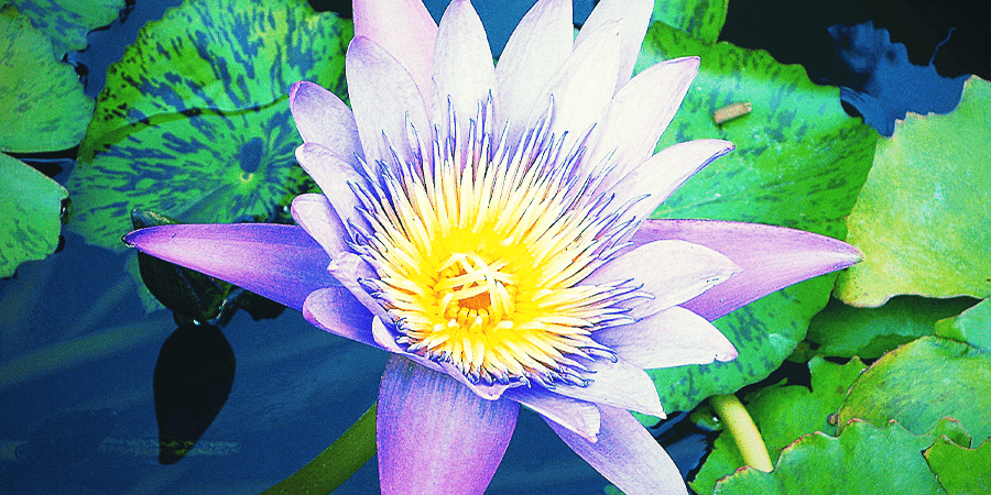Lotus Bleu Lotus Bleu