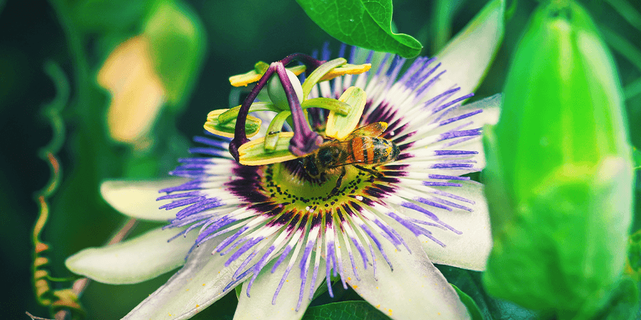 Passiflore Passiflore