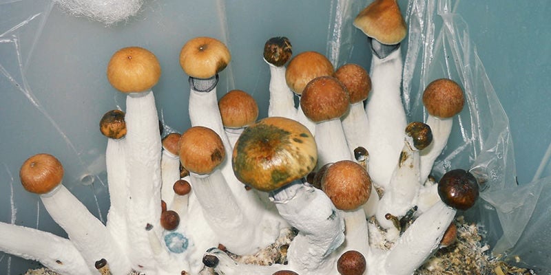 Qu'est-Ce Qu'un Flacon De Spores De Champignons Magiques ? - Zamnesia Blog