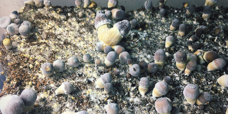 champignons magiques Verticillium « Dry Bubble »