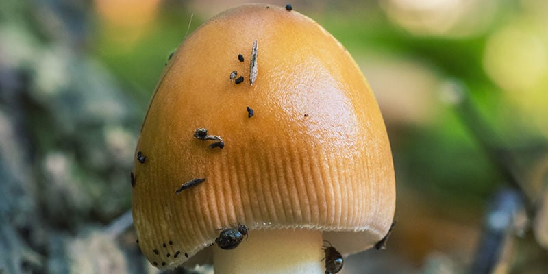 champignons magiques Mites