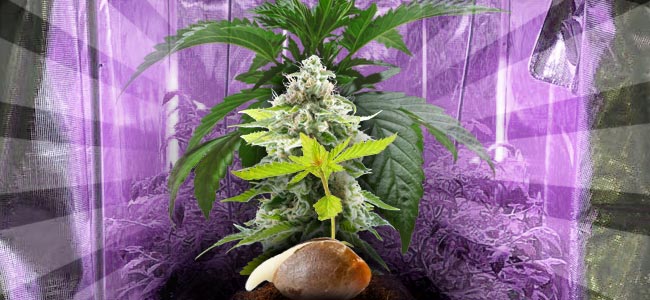 Comment Cultiver Du Cannabis En Intérieur - Guide De Culture Du Cannabis Comment Cultiver Du Cannabis En Intérieur - Guide De Culture Du Cannabis