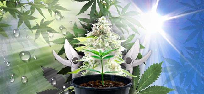 Cultiver du Cannabis en Extérieur Cultiver du Cannabis en Extérieur