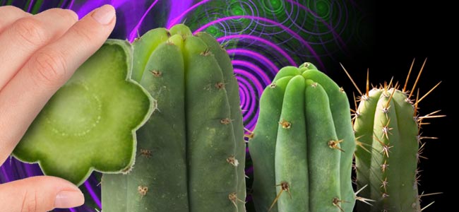 COMMENT DOSER LES CACTUS COLONNAIRES