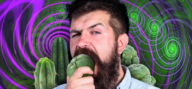 Comment Doser Correctement Les Cactus À Mescaline