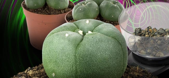 PEYOTL (LOPHOPHORA WILLIAMSII)