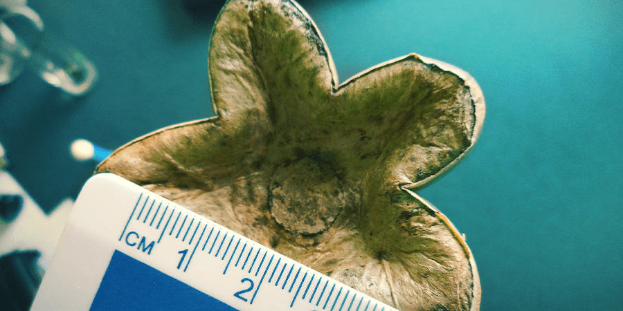 Comment Doser La Mescaline ? COMMENT DOSER LA MESCALINE ?