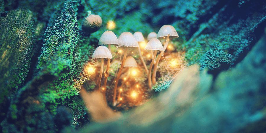 La psilocybine, ce champignon magique qui fait pousser les neurones