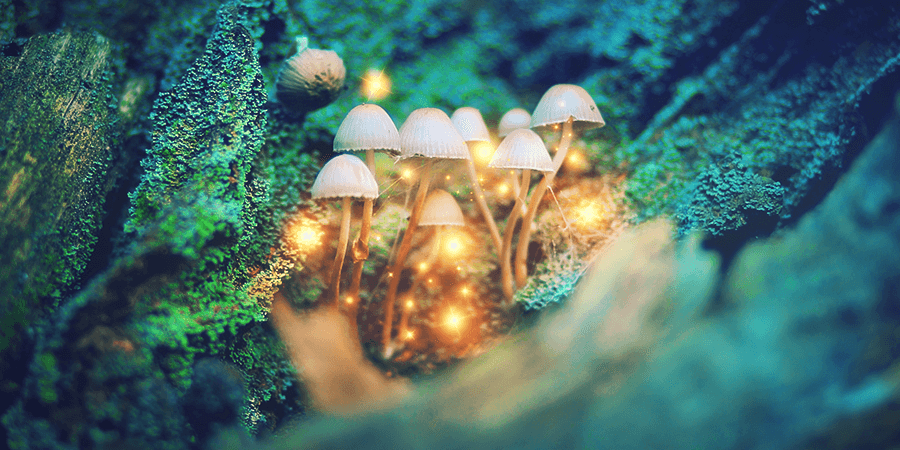 Comment Microdoser Les Champignons Magiques ? COMMENT MICRODOSER LES CHAMPIGNONS MAGIQUES ?
