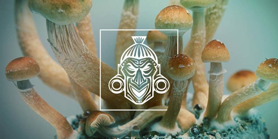 Comment Cultiver Zamnesia Kits De Culture De Champignons Magiques