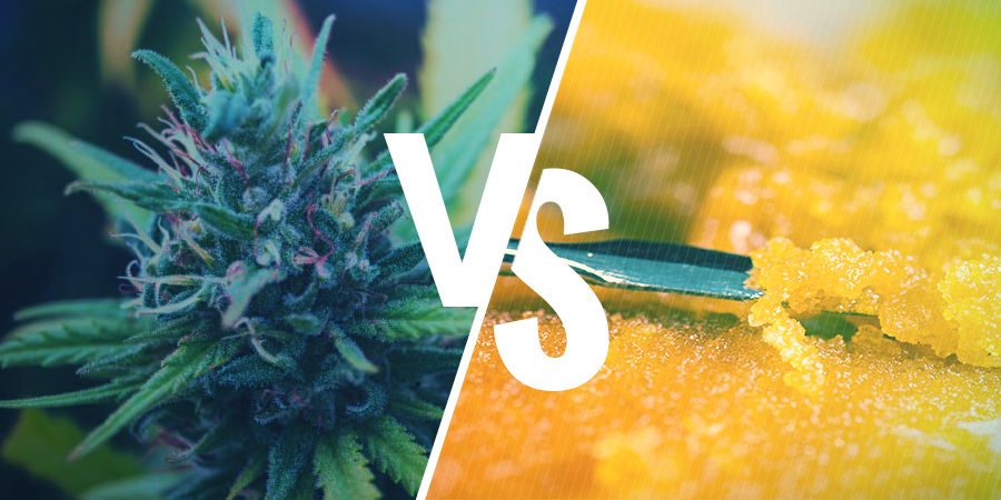 Différence Entre Les Fleurs De Cannabis Et Les Concentrés DIFFÉRENCE ENTRE LES FLEURS DE CANNABIS ET LES CONCENTRÉS