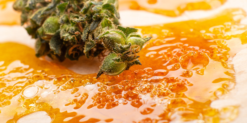 Concentrés de cannabis vs fleurs