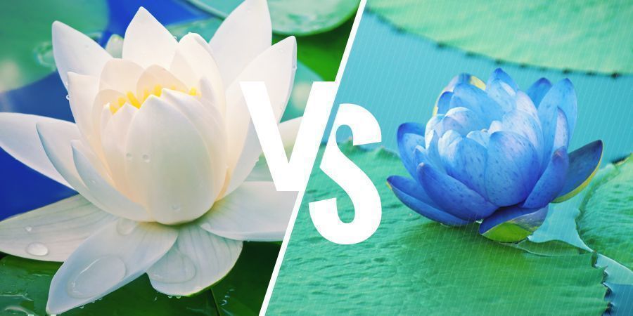 QUELLE EST LA DIFFÉRENCE ENTRE LE LOTUS BLANC ET LE LOTUS BLEU ?