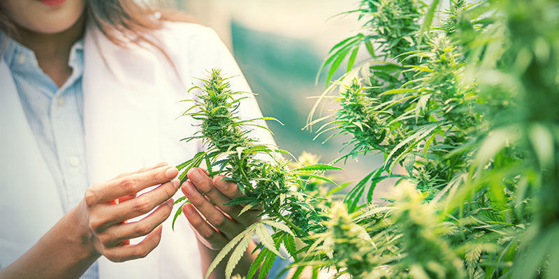 Tous Les Cannabis Ne Se Valent Pas