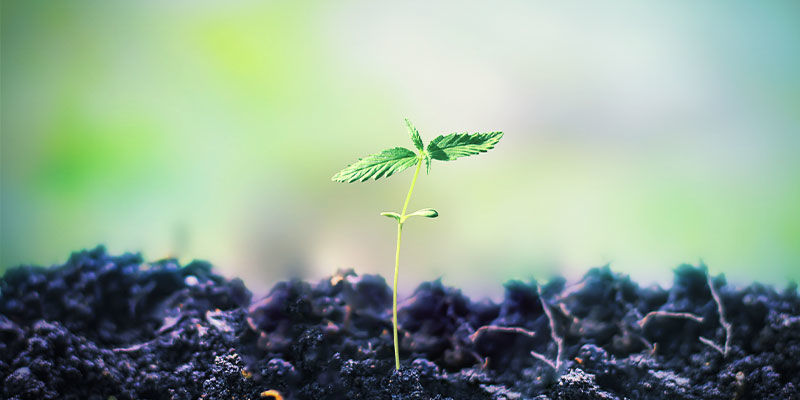La Meilleure Approche Est De Cultiver Votre Propre Cannabis