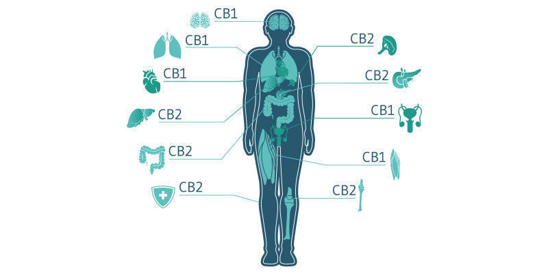Le Système Endocannabinoïde S'Appuie Sur L'Équilibre