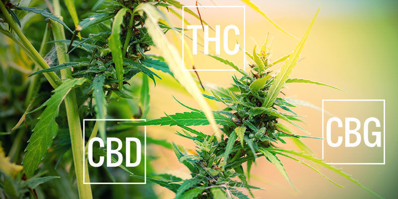 Qu'Est-ce Que Le Cannabis Naturel ?