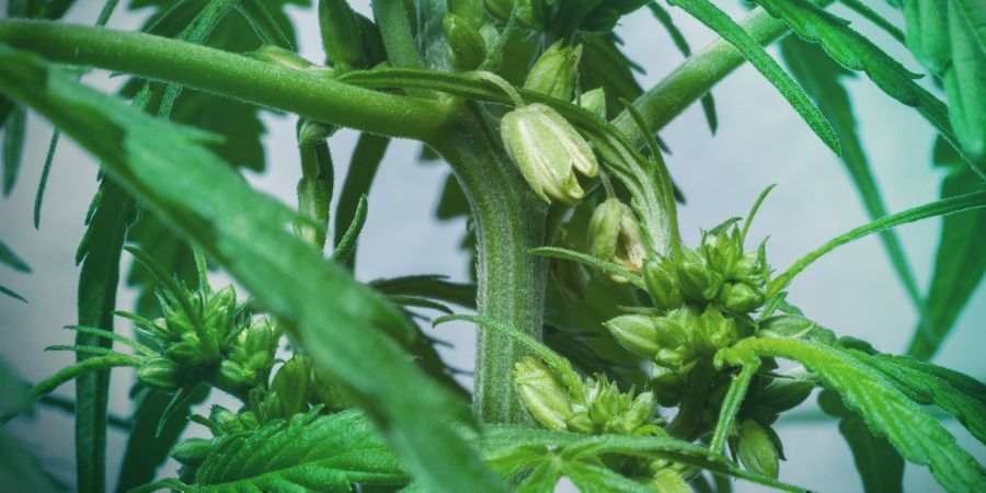 Récolter Le Pollen De Cannabis