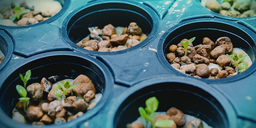 Culture Du Cannabis - Techniques Hydroponiques