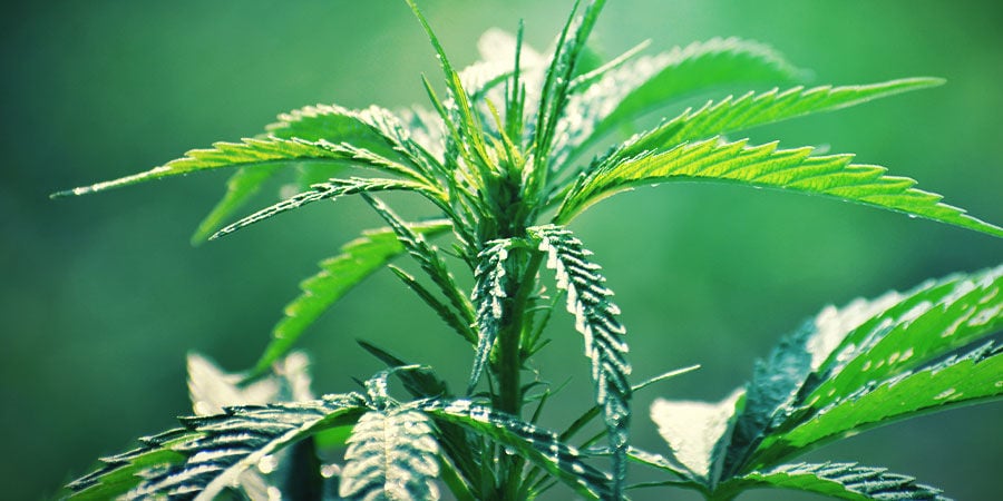 Plantes De Cannabis Autofleurissantes : Apparence