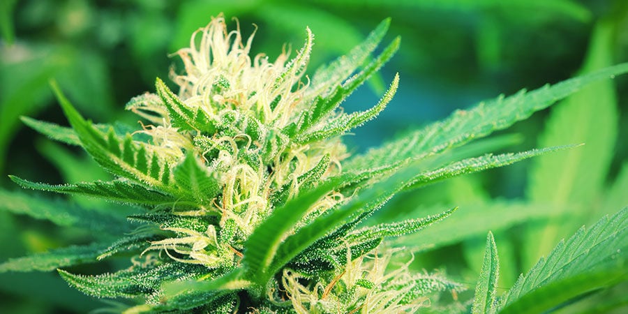 Plantes De Cannabis Photopériodiques : Apparence