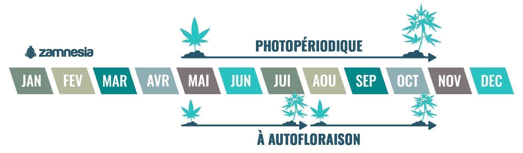 Le cannabis est une plante annuelle