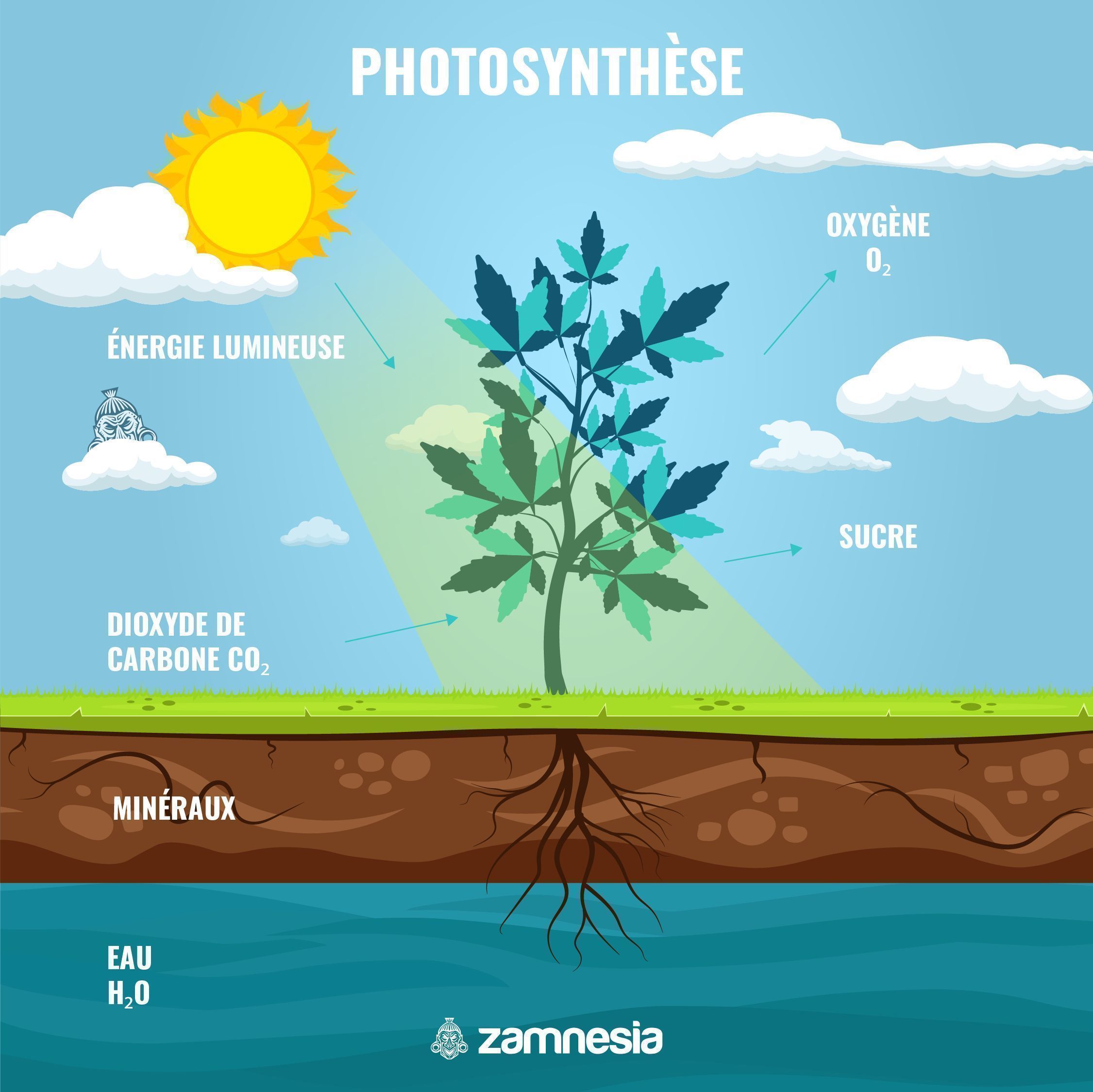 L’IMPORTANCE DE LA PHOTOSYNTHÈSE POUR LES SUCRES DANS LE CANNABIS