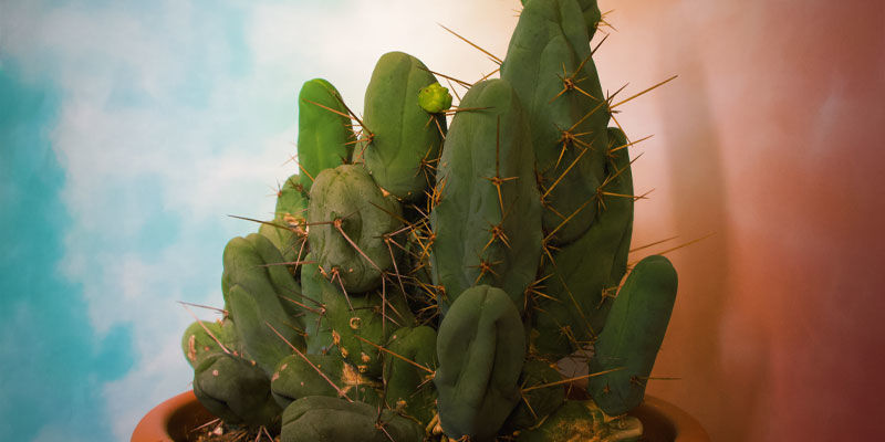 Torche Bolivienne (Echinopsis lageniformis)