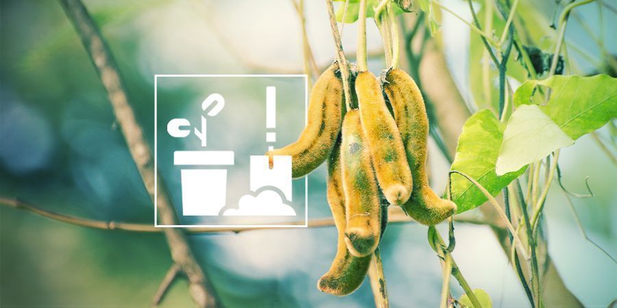 LA CULTURE DU MUCUNA PRURIENS