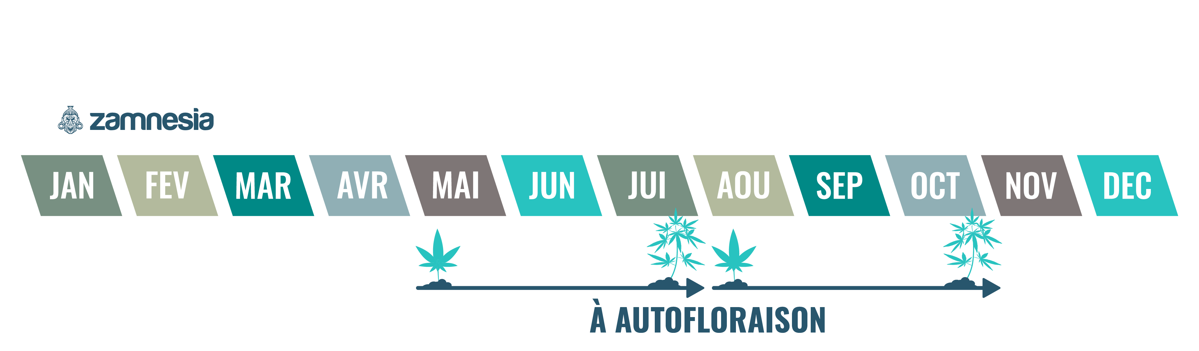 Astuces Pour Cultiver Du Cannabis A Autofloraison Comment Cultiver Du Cannabis