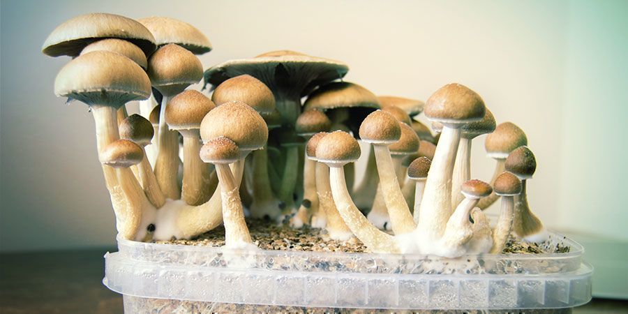 champignons magiques