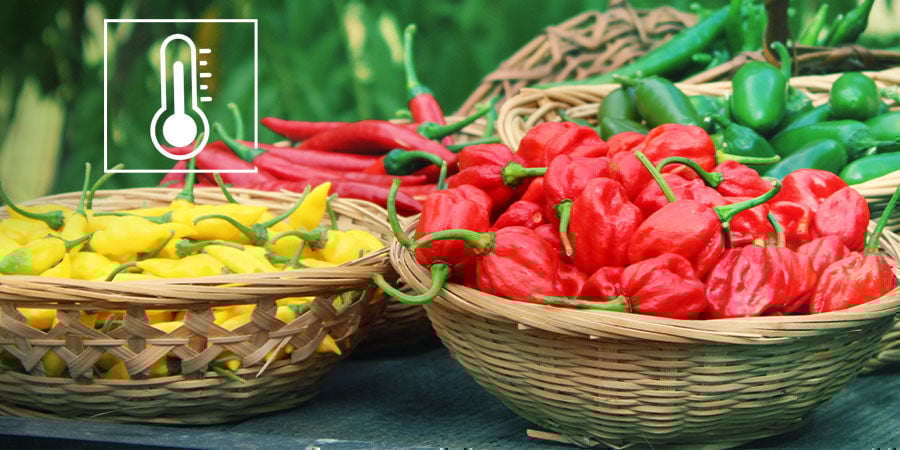 Expliquons l'Échelle de Scoville