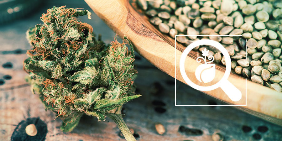 Cannabis Seedfinder : Trouvez Les Meilleures Graines De Cannabis