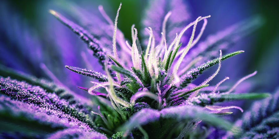 Cannabis Seedfinder : Période De Floraison
