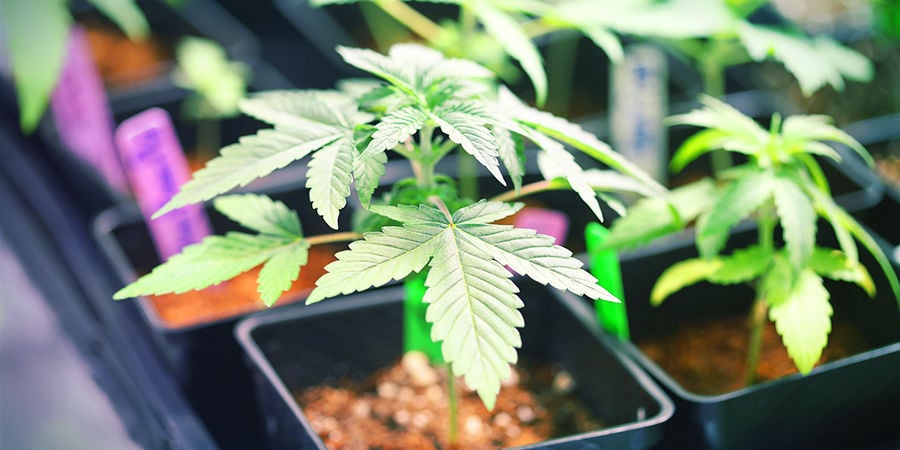 Cannabis Seedfinder : Espace De Culture