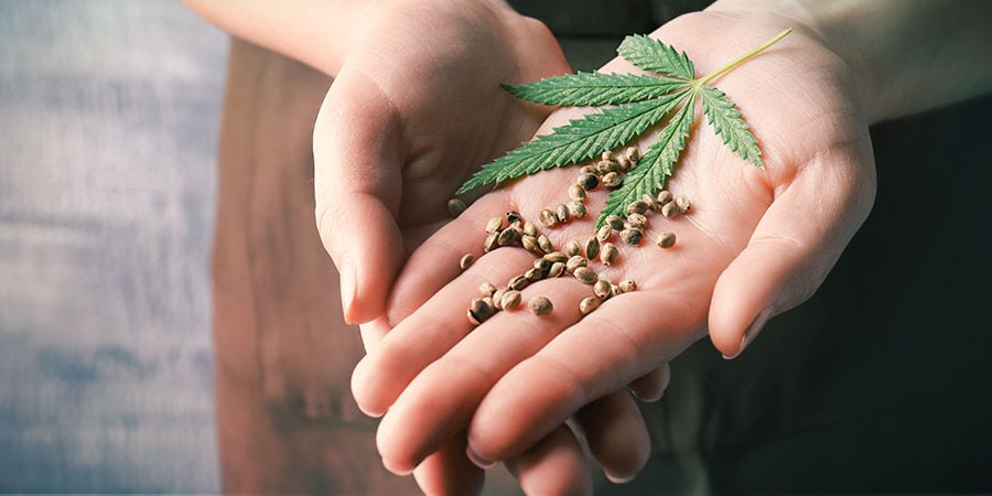 Comment Trouver Les Meilleures Graines De Cannabis