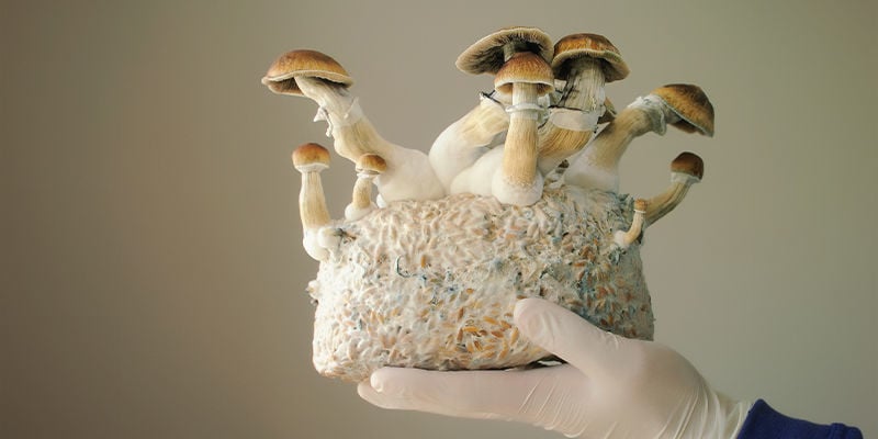 Culture Du Psilocybe Cubensis