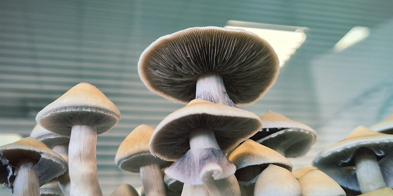 Psilocybe cubensis: Différentes Variétés