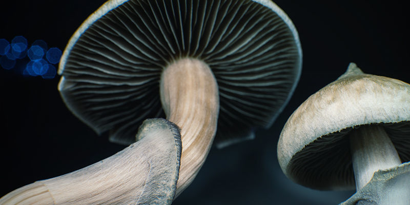 Psilocybe cubensis: Lamelles